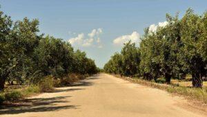 השכרת רכב בקטניה עם כיסא תינוק: איסוף בשדה, הזמנת כיסא, חוקים ומה לבדוק